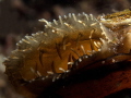   Incurrent siphon unionid mussel.Note dipteran larva sneakingthrough screen papillae. mussel. mussel papillae  